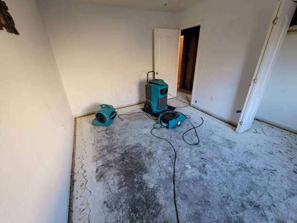 Best Mold removal after water damage  in Hartington, NE